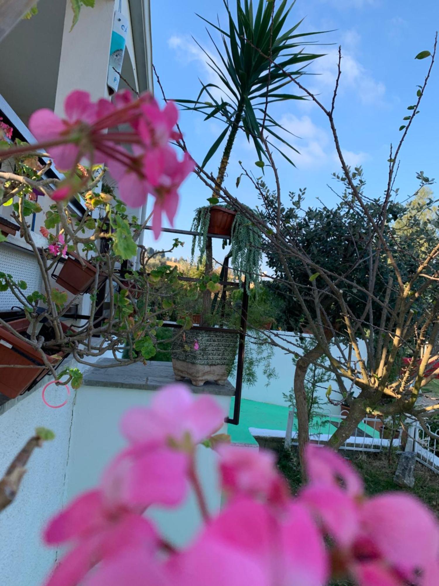 B&B A Casa Di Picci Santa Domenica  Buitenkant foto
